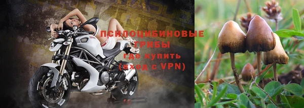 ПСИЛОЦИБИНОВЫЕ ГРИБЫ Абаза